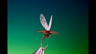 Fly Tying a Wally wing quill emerger fly with Barry Ord Clarke [upl. by Suoirred]