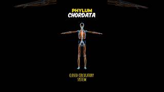 PHYLUM CHORDATA phylumchordatachordates  EXPLAIN PHYLUM CHORDATA shortsviraltrending [upl. by Ewell]