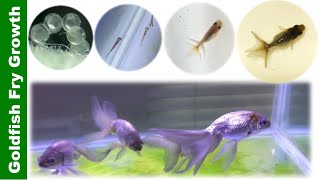 In 5 minutes Watch Goldfish Grow from Birth to 4 Months Blue Egg Phoenix 👉 [upl. by Laurice]