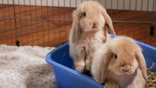 Baby Bunny Update  7 Week Old Holland Lop Bunnies [upl. by Obaza130]