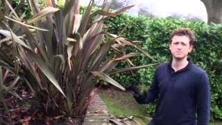 Plant ID guide  Phormium tenax [upl. by Lillie205]