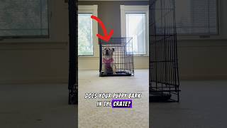 How to Stop Your Puppy From Barking in the Crate dogtraining cratetraining puppytraining [upl. by Attenauq]