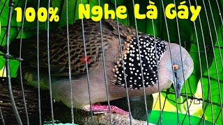 💢💤Tiếng Cu Gáy Giọng Hạp BổI ĐỦ BÀI  GÁY GỌITHÚCGÙ Kích Bổi Nhanh NổiCu GáyCu Đấtcugayud5 [upl. by Aliber]