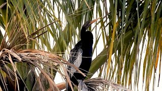 BIGUATINGA ANHINGA ANHINGA PERUDÁGUA BIGUÁBIOLOR MERGULHÃOSERPENTE PERÚDÁGUA CARARÁ [upl. by Manas]