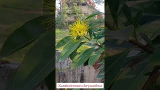 Xanthostemon chrysanthemum Golden Penda First Love Golden Yellow flowers attract birds pollinators [upl. by Anna-Diana]