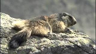 Montagne sauvage  Faune et Flore  Documentaire [upl. by Bennion]