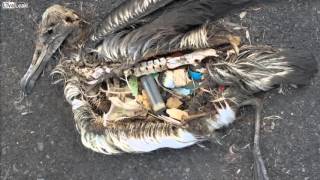 3 When birds eats plastic [upl. by Yttig]