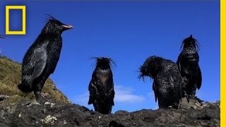 Tristan da Cunha Oil Spill  Nat Geo Live [upl. by Parent]