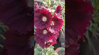 My Hollyhock flower plant [upl. by Ikey]