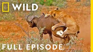 Blood Feud Full Episode  Animal Fight Night [upl. by Flori]