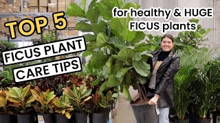 TOP 5 FICUS PLANT CARE TIPS  How To Ficus Shop Repot Light Water amp Fertilize Houseplant Care 101 [upl. by Laitselec]