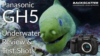 Panasonic GH5 Underwater Review 2018  Test Footage [upl. by Launce]