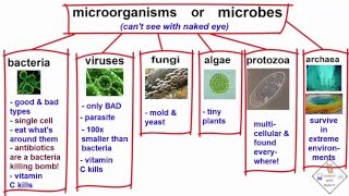 explanation of the types of microbes a science with bobert video short [upl. by Schluter46]