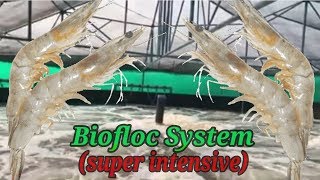 Super Intensive Biofloc Shrimp Farming  Vannamei Farming [upl. by Hopkins]