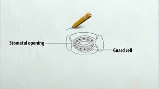 Class 7 Science  Diagram of a Stomata [upl. by Cerf]