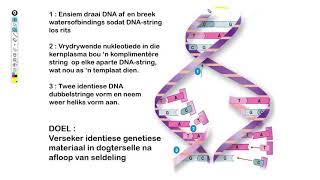 Lewenswetenskappe GR12 DNA amp RNA Les2 DNA Replisering [upl. by Lauter]