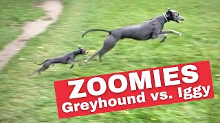 ITALIAN GREYHOUND vs GREYHOUND  Running Full Speed [upl. by Nnyrb]