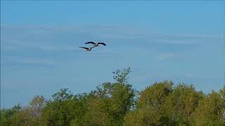 Geese Landing on Lake [upl. by Eirak627]