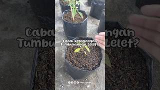 Zpt atonik membantu merangsang pertumbuhan akar dan daun 🌱 tips berkebun tutorial [upl. by Deerc]