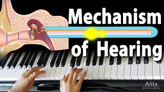 Mechanism of Hearing Animation [upl. by Lyj]