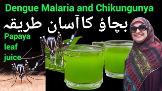 Papaya Leaf Juice and Benefits  papaya leaf juice for platelets  Juice for Dengue  nabilamunaf [upl. by Furnary]