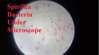 Viewing Spirilla Bacteria Under Compound Microscope  Biology Demonstration [upl. by Schenck838]