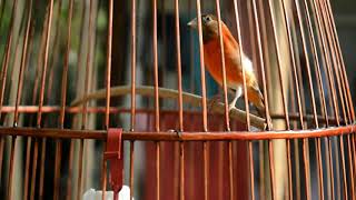 Red siskin dilution [upl. by Ybok]