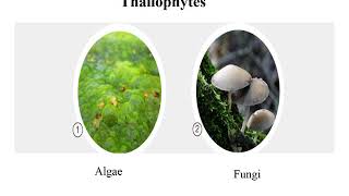 Thallophyte – Algae [upl. by Volney]