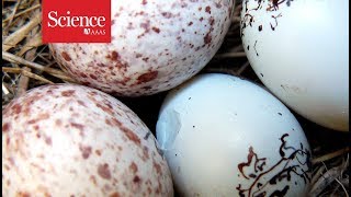 Snippet Cowbird eggshells could double as deadly weapons [upl. by Laurice]