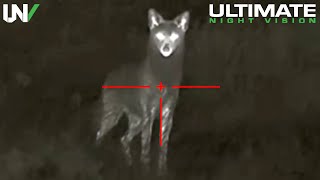 Hunter Eliminates Dozens of Coyotes from Extremely Close Range Using Thermal Imaging [upl. by Shantha]