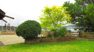 Sunburst Honey Locust Tree [upl. by Fe343]