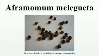 Aframomum melegueta [upl. by Naitsirc]