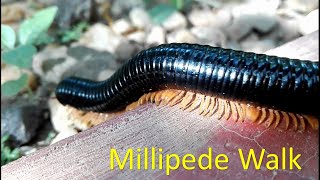 How millipedes move [upl. by Belloir842]