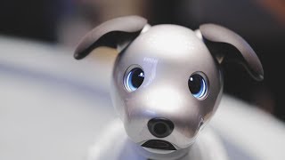 Sony’s adorable new Aibo comes to the US [upl. by Elleimac]