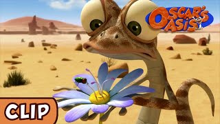 Oscars Oasis  Skybound Lizard  HQ  Funny Cartoons [upl. by Leiva]