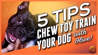 5 Tips to Chew Toy Train your Dog wOlive  Chew Toy Training [upl. by Fitzgerald]