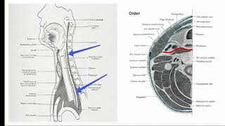 Fascia of the neck anatomy [upl. by Ahsaz351]