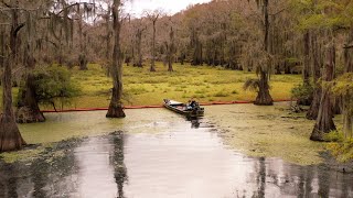 The Giants of Caddo Lake [upl. by Eladnwahs]