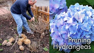 How to Prune Hydrangeas [upl. by Nikoletta]