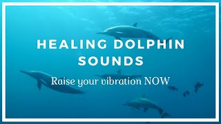 Dolphins clicking and chattering 🐬 10 hours of dolphin sounds [upl. by Sky890]