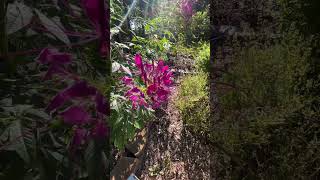 So many bees on the cleome spider flower this morning 🐝💛 [upl. by Nohsyt97]