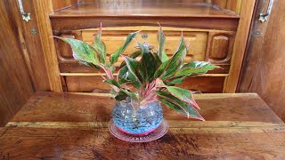 HOW TO GROW Aglaonema IN The Water [upl. by Nylzzaj]