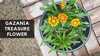 CARE TIPS FOR GAZANIA FLOWER PLANT  I almost killed the whole plant [upl. by Severson]