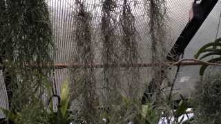 Air Plant Care Must Know Spanish Moss Care and Culture Tips for Tillandsia usneoides [upl. by Ecaidnac]