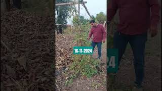 Winter vegetables november organicvegetablegardening 2024 [upl. by Narmak656]