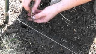 Planting Onions Sown From Seed  Claires Allotment Part 163 [upl. by Ayikal]