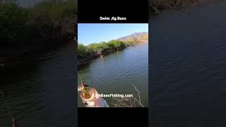 Swim Jig Bass Roosevelt Lake AZ April 2023 [upl. by Hungarian]