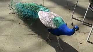 Pfau  Pavo cristatus  Peacook [upl. by Janna826]