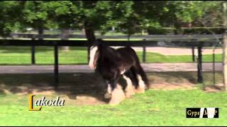 Lakoda Gypsy Vanner Horses for Sale  Gelding  Black [upl. by Eillom]