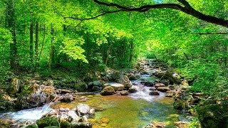 Som da Floresta e Pássaros  quotMúsicaquot Para Relaxamento e Acalmar [upl. by Howlan]